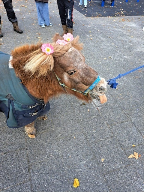 Onverwacht bezoek op het schoolplein!